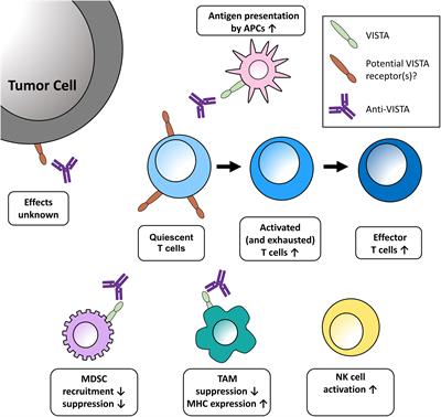 Clinical and research updates on the VISTA immune checkpoint: immuno-oncology themes and highlights